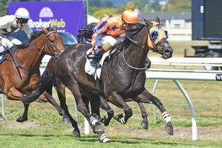 Splurge (NZ) claiming the Group 2 Manawatu Challenge Stakes. Photo: Race Images PNorth